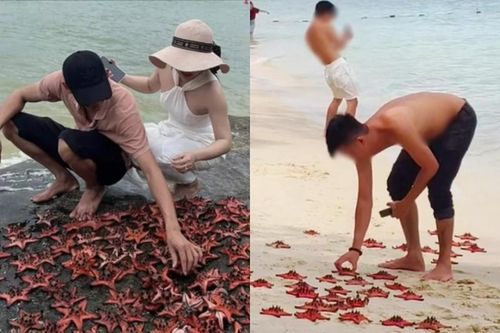 Sao biển Phú Quốc từng bị du khách 'hành hạ' ra sao?