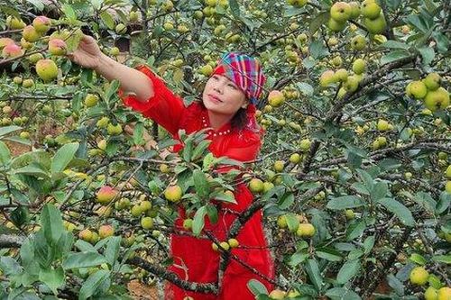 Nhiều gia đình ở Hà Nội đua nhau lên Sơn La hái táo mèo Nậm Nghiệp dịp cuối tuần