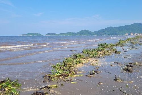 Hà Tĩnh: Bèo tây xuất hiện dày đặc ở biển Cửa Sót