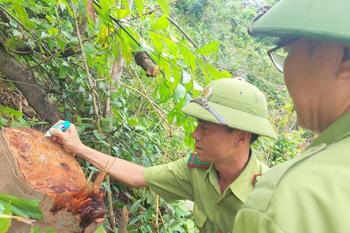 Phát hiện nhiều cây rừng tự nhiên ở Quảng Trị bị chặt phá
