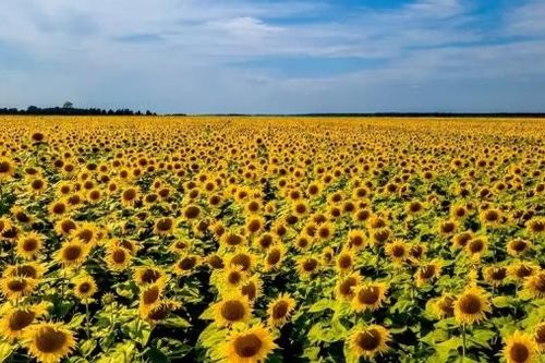 EU: Xung đột với Nga, Ukraine thất thu nặng về ngô và hoa hướng dương