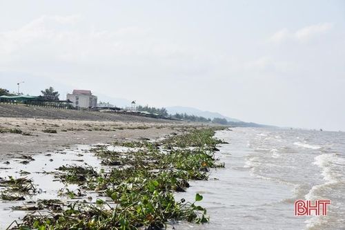 Sau đợt mưa lớn, bèo tây 'bủa vây' bờ sông, bãi biển ở Lộc Hà