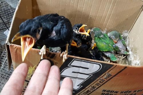 Đề xuất ban hành Danh mục động vật hoang dã được phép nuôi thương mại