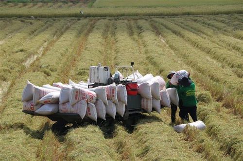 EU công bố thuế nhập khẩu và hạn ngạch dành cho gạo Việt Nam