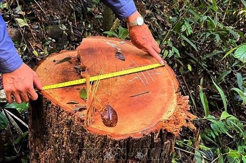 Mở rộng điều tra vụ phá rừng ở Kon Tum