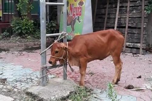 Chú bò nhỏ đáng thương