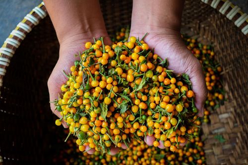 Mục sở thị khu vườn trồng loại ớt đắt nhất thế giới ở Hà Tĩnh