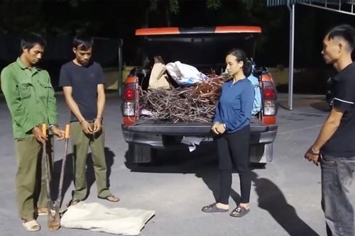 Bắt nhóm đối tượng trộm và tiêu thụ cáp trên cao tốc Vân Đồn - Móng Cái