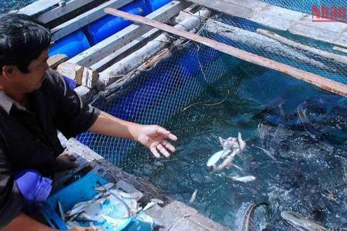 Cà Mau chỉ đạo làm rõ nguyên nhân cá nuôi lồng bè bị chết ở đảo Hòn Chuối