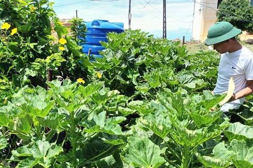 Tăng gia sản xuất trên đảo tiền tiêu Cồn Cỏ