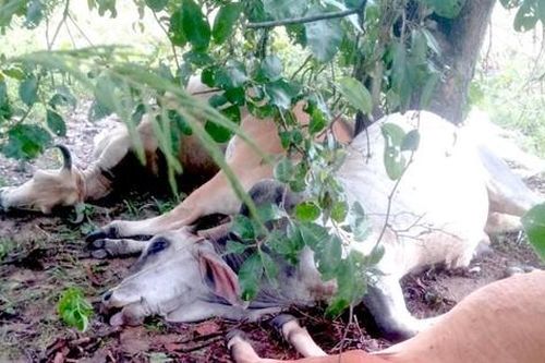 Sét đánh chết 6 con bò sau mưa lớn ở Gia Lai