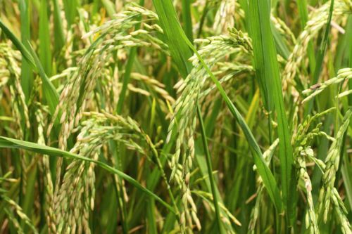 Hé lộ cách thức quản lý lương thực của Trung Quốc thời xa xưa