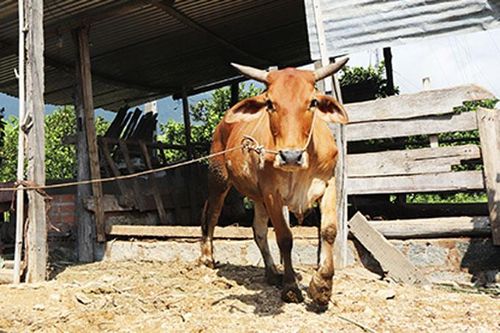 Vạn Ninh: Tiêm phòng đợt 2 cho đàn gia súc