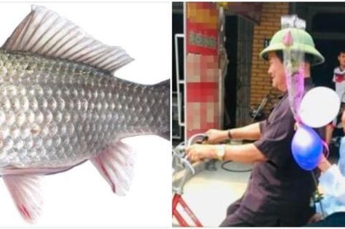Tiếc con cá diếc