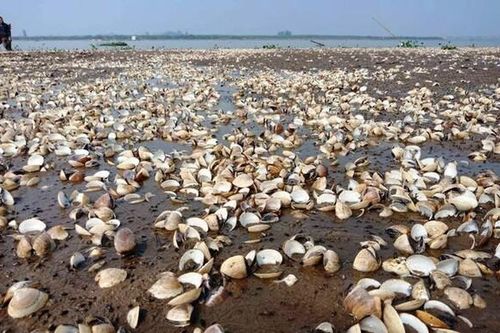 Hàng loạt ngao nuôi tự nhiên chết bất thường tại Thái Bình