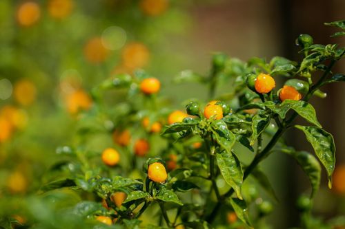 Vườn ớt đắt nhất thế giới 1 triệu đồng/kg ở Hà Tĩnh