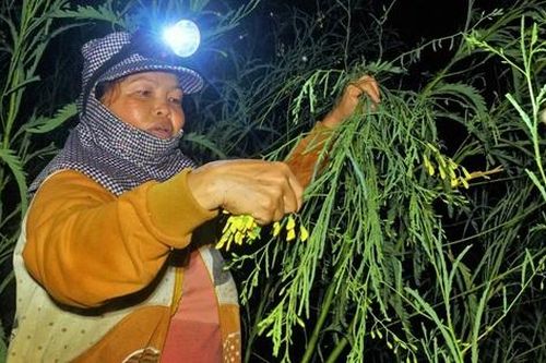 Soi đèn xuyên đêm gom bông điên điển mùa nước nổi