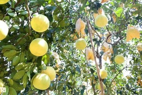 Loại quả đặc sản giữ được... nửa năm, thu hái một vụ xóm núi có vài trăm tỷ