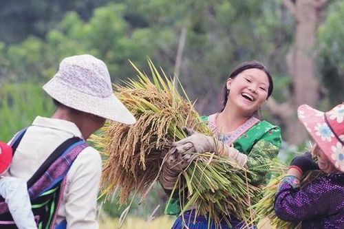 Tả Lèng óng ả những 'hạt vàng'