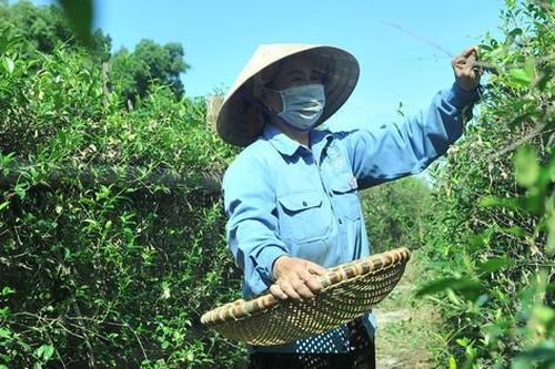 Hàng nghìn cây dược liệu quý hiếm ở Nghệ An được bảo tồn và tạo sinh kế cho đồng bào các dân tộc