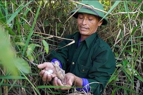 Tiếng kêu khắc khoải của chim trời 'thức tỉnh' đôi vợ chồng nông dân ở Quảng Bình