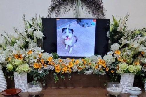 Cái chết của một chú chó gây tranh cãi ở Hàn Quốc