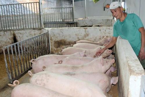 'Chìa khóa' thúc đẩy ngành chăn nuôi
