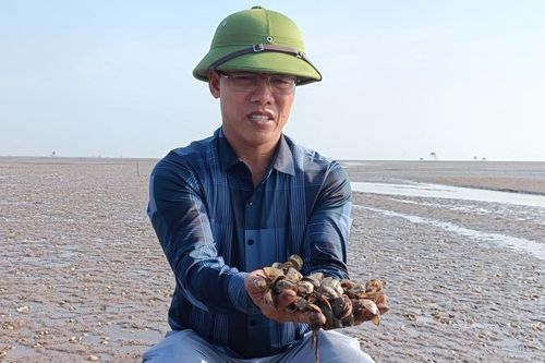 Gần 500ha ngao chết trắng trên vùng biển tỉnh Thái Bình