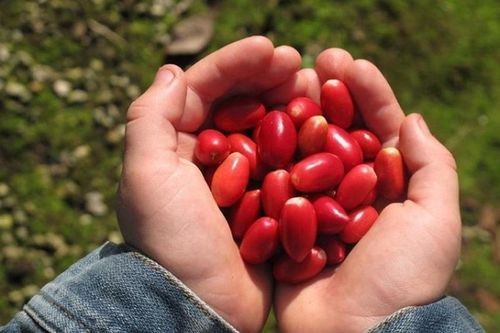 Việt Nam có một loại 'quả thần', biến mọi thức ăn thành đồ ngọt