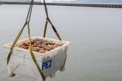 Pin làm từ vỏ cua có thể tái chế... 1000 lần