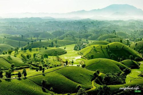 Phú Thọ: Phấn đấu đến năm 2025 năng suất chè búp tươi đạt 125 tạ/ha