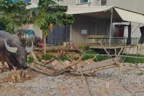 Người phụ nữ ngồi xe trâu đi xin rơm bị xe tải đâm tử vong