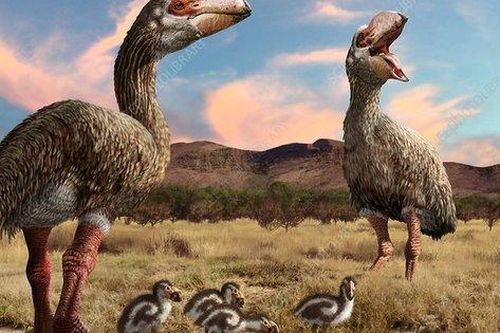 Điều gì đã khiến cho loài 'vịt quỷ' khổng lồ của Australia tuyệt chủng?