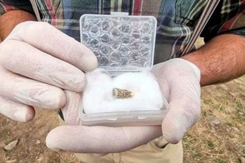 Tìm thấy chiếc răng người 1,8 triệu năm tuổi