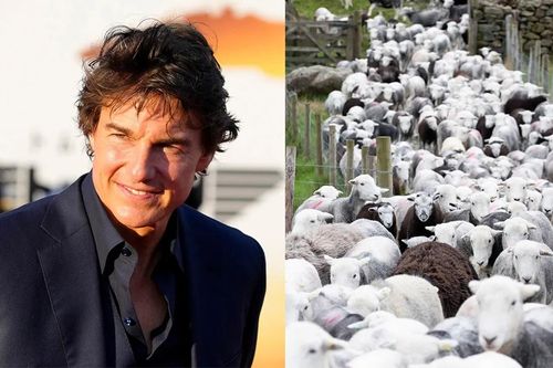 Đàn cừu khiến buổi quay phim của Tom Cruise gián đoạn