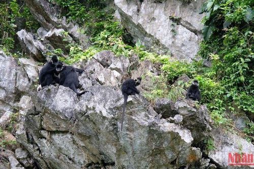 Quảng Bình nỗ lực bảo tồn voọc gáy trắng ở huyện Tuyên Hóa