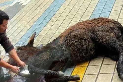 Món ăn kinh dị, nghe tên đã rùng mình vì độ tàn nhẫn