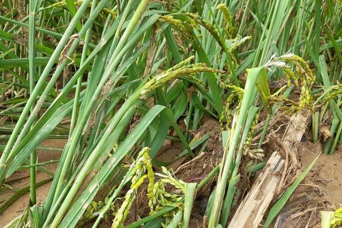 Kỳ Sơn nhiều diện tích lúa bị thiệt hại do mưa lũ