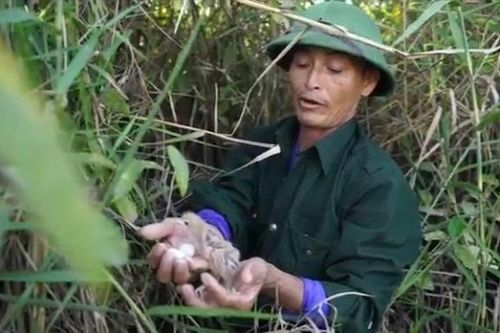 Trải lòng của vợ chồng lão nông bảo vệ chim trời