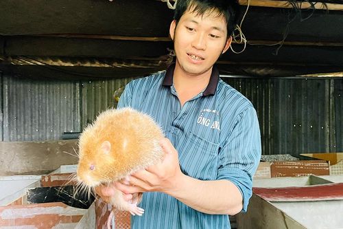 Nuôi dúi sinh sản