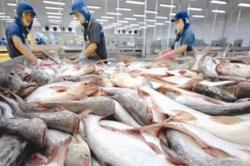 Mỹ giữ nguyên mức thuế chống bán phá giá với cá tra, basa từ Việt Nam