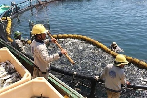 Thức ăn nuôi biển: Phần lớn phải nhập khẩu