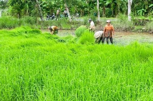 Cà Mau: Vào mùa cấy lúa