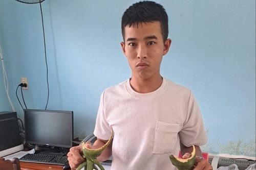 Trộm cau 'đổi' ma túy