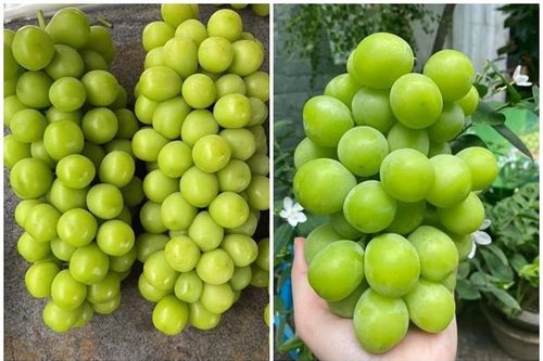 Sự thật 'hãi hùng' về nho mẫu đơn 100.000 đồng/kg