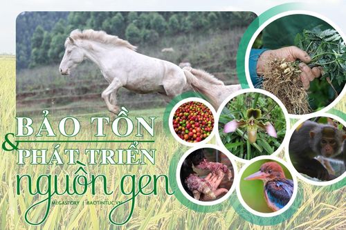 Bảo tồn và phát triển nguồn gen