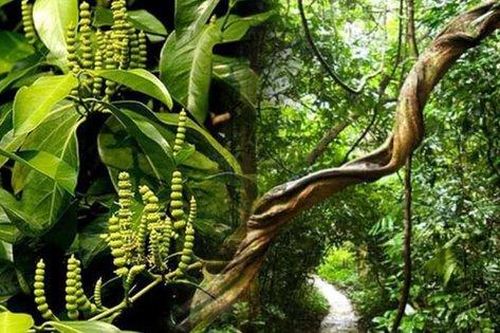 Nhiều bí ẩn từ những bài thuốc của người Dao chưa được khám phá