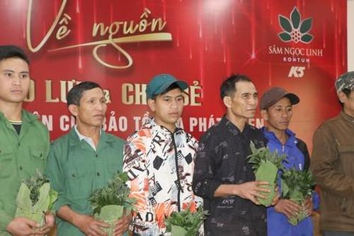 Hỗ trợ 10.000 cây sâm Ngọc Linh giống cho hộ nghèo có sâm bị chết