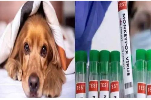 Phát hiện chó nhiễm đậu mùa khỉ, chuyên gia chỉ cách ứng phó