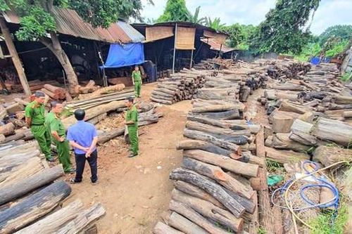 Phát hiện xưởng tập kết trái phép gỗ quý giữa trung tâm TP. Buôn Ma Thuột